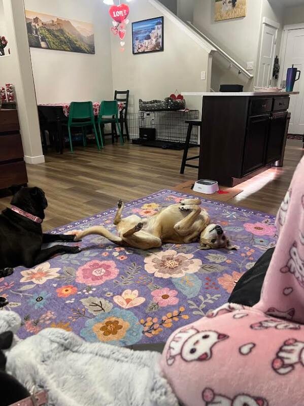 Picture of the Animal Listed